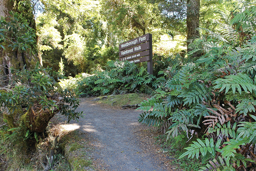 Weldborough Pass Rainforest Walk